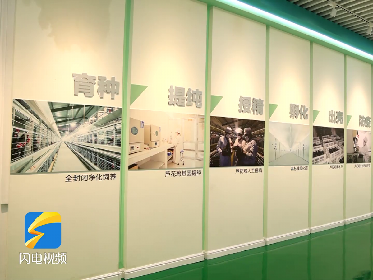 【齊魯網(wǎng)】濟寧2022上半年重點項目巡禮：汶上蘆花雞全產(chǎn)業(yè)鏈標(biāo)準(zhǔn)化生產(chǎn)基地項目