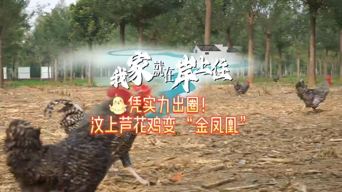 我家就在岸上住丨憑實(shí)力出圈！汶上蘆花雞變 “金鳳凰”